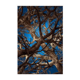 Liquid Maple Vloerkleed