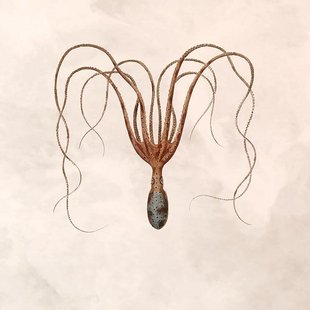 Wanddecoratie Botanical Octopus | Wandkraft Wanddecoratie Botanical Octopus | Wandkraft