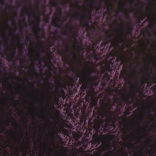 Wanddecoratie Cool Purple | Wandkraft Wanddecoratie Cool Purple | Wandkraft