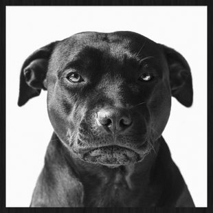 Wanddecoratie Faces Dog | Wandkraft Wanddecoratie Faces Dog | Wandkraft
