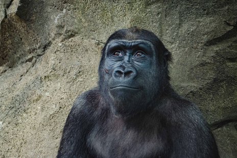 Wanddecoratie Gorilla | Wandkraft Wanddecoratie Gorilla | Wandkraft