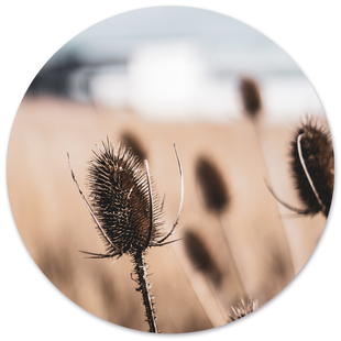 Wanddecoratie cirkel Dried Naturel | Label2X Wanddecoratie cirkel Dried Naturel | Label2X