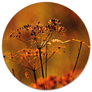Wanddecoratie cirkel Droogbloem outdoor | Label2X Wanddecoratie cirkel Droogbloem outdoor | Label2X