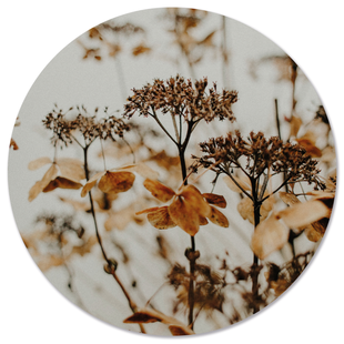 Wanddecoratie cirkel Droogbloem outdoor | Label2X Wanddecoratie cirkel Droogbloem outdoor | Label2X