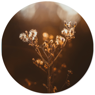 Wanddecoratie cirkel Dried Sun | Label2X Wanddecoratie cirkel Dried Sun | Label2X