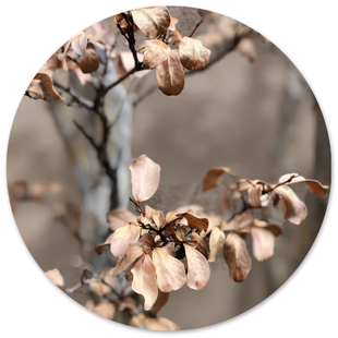 Wanddecoratie cirkel Faded | Label2X Wanddecoratie cirkel Faded | Label2X