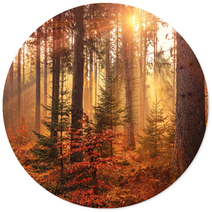 Wanddecoratie cirkel Forest | Label2X Wanddecoratie cirkel Forest | Label2X