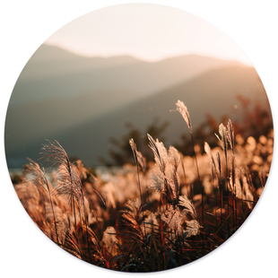 Wanddecoratie cirkel Golden Grass | Label2X Wanddecoratie cirkel Golden Grass | Label2X
