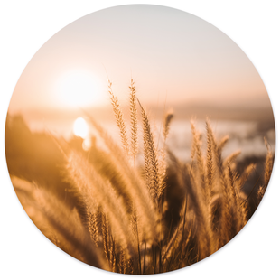 Wanddecoratie cirkel Grain Beach | Label2X Wanddecoratie cirkel Grain Beach | Label2X