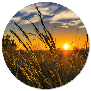 Wanddecoratie cirkel Grass Sun outdoor | Label2X Wanddecoratie cirkel Grass Sun outdoor | Label2X