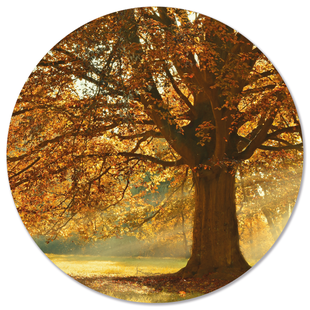 Wanddecoratie cirkel Herfstboom | Label2X Wanddecoratie cirkel Herfstboom | Label2X