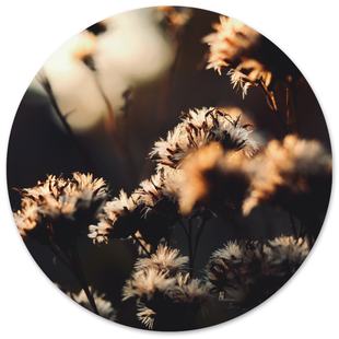 Wanddecoratie cirkel Mystic Flower outdoor | Label2X Wanddecoratie cirkel Mystic Flower outdoor | Label2X