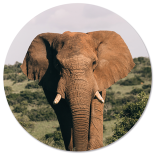 Wanddecoratie cirkel Olifant outdoor | Label2X Wanddecoratie cirkel Olifant outdoor | Label2X
