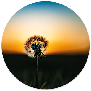 Wanddecoratie cirkel Paardenbloem | Label2X Wanddecoratie cirkel Paardenbloem | Label2X