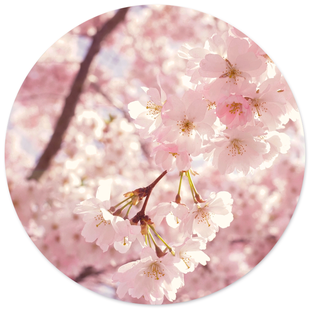 Wanddecoratie cirkel Spring | Label2X Wanddecoratie cirkel Spring | Label2X