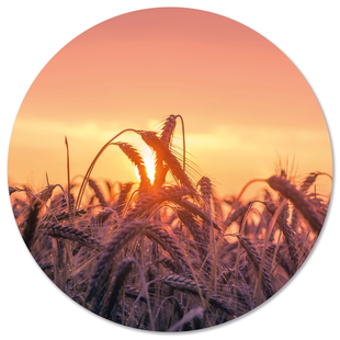 Wanddecoratie cirkel Sunset | Label2X Wanddecoratie cirkel Sunset | Label2X