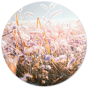 Wanddecoratie cirkel Winter Morning Flower outdoor | Label2X Wanddecoratie cirkel Winter Morning Flower outdoor | Label2X