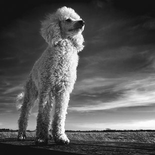 Wanddecoratie A Man's Best Friend | Wandkraft Wanddecoratie A Man's Best Friend | Wandkraft