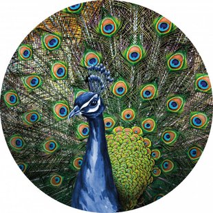 Wandcirkel Trotse Pauw 80 cm