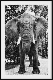 Ingelijste poster Afrikaanse Olifant | Walljar Ingelijste poster Afrikaanse Olifant | Walljar