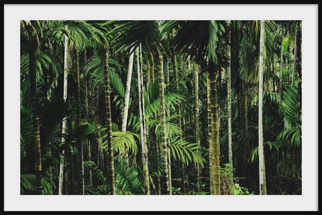 Ingelijste poster Bamboo | Walljar Ingelijste poster Bamboo | Walljar