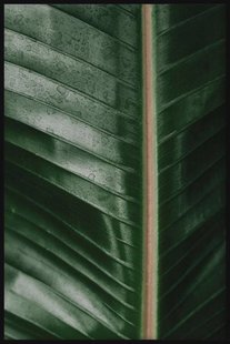 Ingelijste poster Close-up Stem II | Walljar Ingelijste poster Close-up Stem II | Walljar