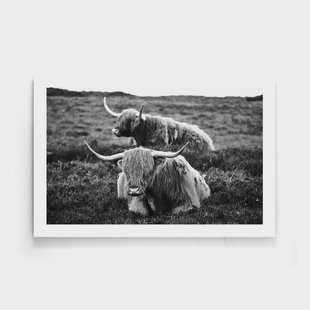 Poster Liggende Schotse Hooglanders | Walljar Poster Liggende Schotse Hooglanders | Walljar