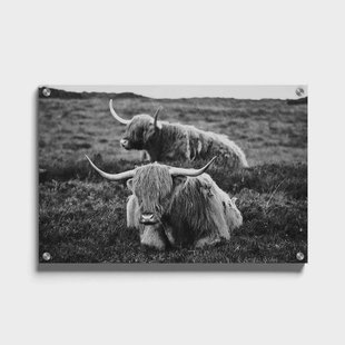Plexiglas schilderij Liggende Schotse Hooglanders | Walljar Plexiglas schilderij Liggende Schotse Hooglanders | Walljar