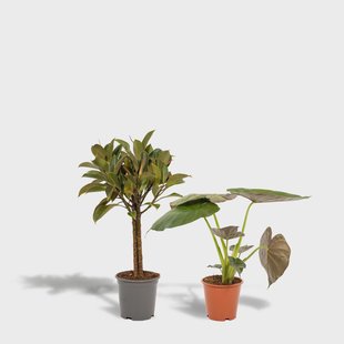 Set van 2 kamerplanten - Ficus Elastica Melany & Alocasia Wentii | Hello Plants Set van 2 kamerplanten - Ficus Elastica Melany & Alocasia Wentii | Hello Plants