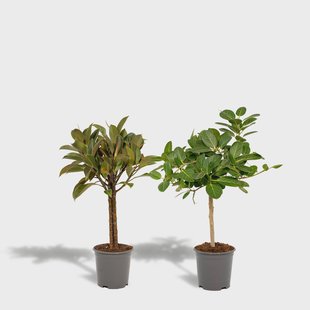 Set van 2 Ficussen - Elastica & Benghalensis | Hello Plants Set van 2 Ficussen - Elastica & Benghalensis | Hello Plants