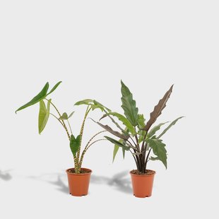 Set van 2 Alocasia's Zebrina & Lauterbachiana | Hello Plants Set van 2 Alocasia's Zebrina & Lauterbachiana | Hello Plants