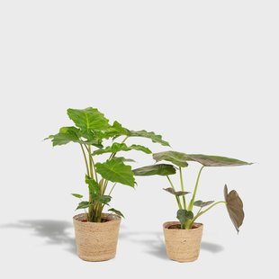Set van 2 Alocasia's in mand - Wentii & Portodora | Hello Plants Set van 2 Alocasia's in mand - Wentii & Portodora | Hello Plants