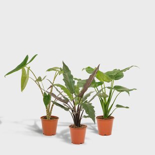 Set van 3 Alocasia's - Zebrina, Cucullata & Lauterbachiana | Hello Plants Set van 3 Alocasia's - Zebrina, Cucullata & Lauterbachiana | Hello Plants