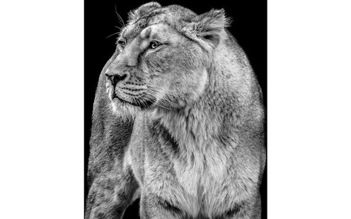 Goossens Fotolijst Wild Life Mini Serie, Foto c 30 x 40 cm