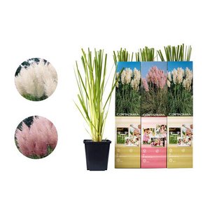 Set van 3 pampasgrasplanten Cortaderia | OH2 Set van 3 pampasgrasplanten Cortaderia | OH2
