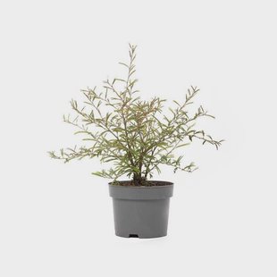 Kamerplant Dixie Pink | OH2 Kamerplant Dixie Pink | OH2
