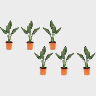 Set van 6 Paradijsvogelbloemen Strelitzia | OH2 Set van 6 Paradijsvogelbloemen Strelitzia | OH2