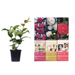 Set van 6 cameliastruiken | OH2 Set van 6 cameliastruiken | OH2