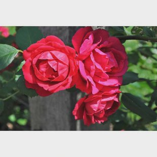 Set van 4 klimrozen Paul's Scarlet | OH2 Set van 4 klimrozen Paul's Scarlet | OH2