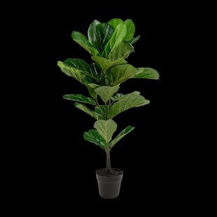 Ellen vioolblad kamerplant - 100 cm Ellen vioolblad kamerplant - 100 cm