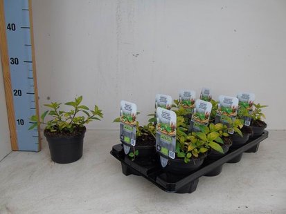 Inloopdouche Compleet Just Creating Profielloos 130/40 cm Gunmetal