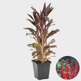 Lobelia fulgens Queen Victoria | Casa Caron Lobelia fulgens Queen Victoria | Casa Caron