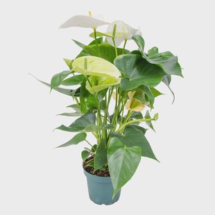 Flamingoplant Janne | Casa Caron Flamingoplant Janne | Casa Caron