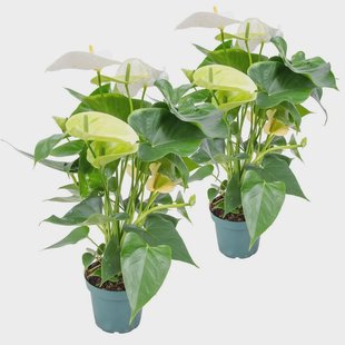 Set van 2 flamingoplanten Janne | Casa Caron Set van 2 flamingoplanten Janne | Casa Caron