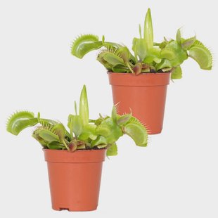 Set van 2 Dionaea Muscipula | Casa Caron Set van 2 Dionaea Muscipula | Casa Caron