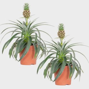 Set van 2 Ananas comosus Mi Amigo | Casa Caron Set van 2 Ananas comosus Mi Amigo | Casa Caron