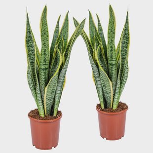 Set van 2 Sansevieria trifasciata LaurentiixL | Casa Caron Set van 2 Sansevieria trifasciata LaurentiixL | Casa Caron