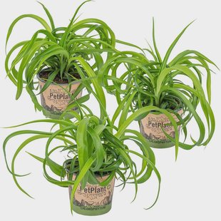 Set van 3 Chlorophytum Green Bonnie | Casa Caron Set van 3 Chlorophytum Green Bonnie | Casa Caron