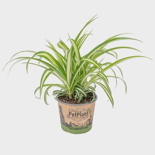 Chlorophytum Variegatum | Casa Caron Chlorophytum Variegatum | Casa Caron
