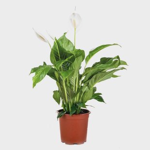 Set van 2 Spathiphyllum Bingo Cupido | Casa Caron Set van 2 Spathiphyllum Bingo Cupido | Casa Caron